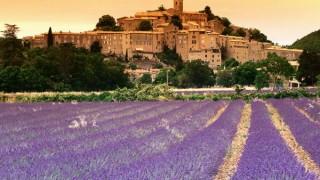 provence-campuri de lavanda